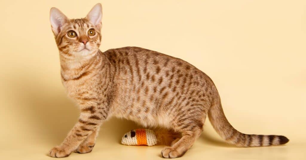 Friendliest Cats - Ocicat