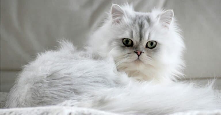Friendliest Cats - Persian