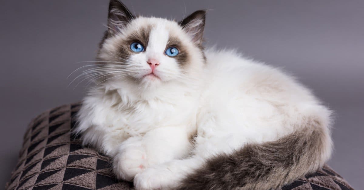 så meget riffel overfladisk Ragdoll vs Maine Coon Cat: What are the Differences? - AZ Animals