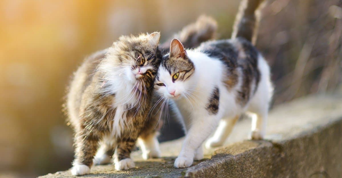 Top 10 Friendliest Cats - AZ Animals