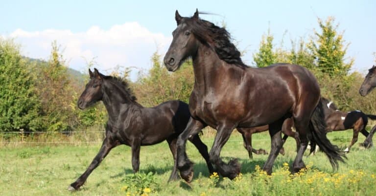 Friesian foal running with mother