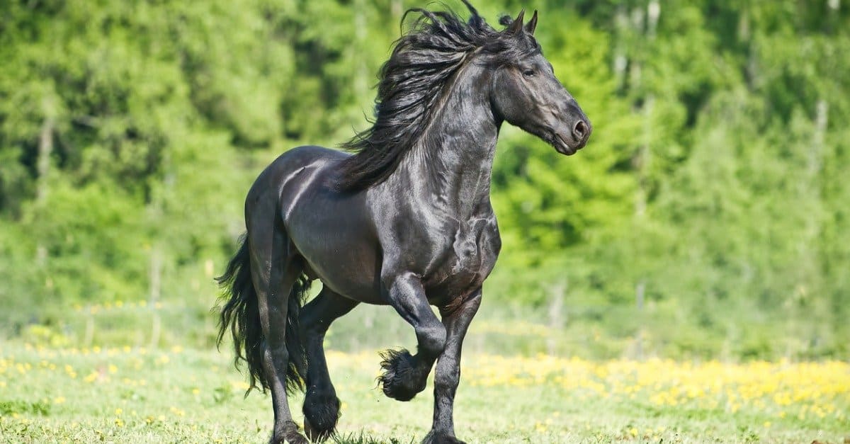 prettiest horse breeds