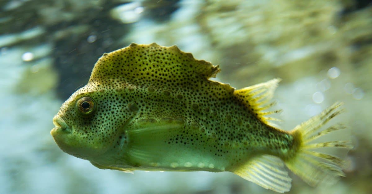 Top 10 Funny Animal Names A Z Animals