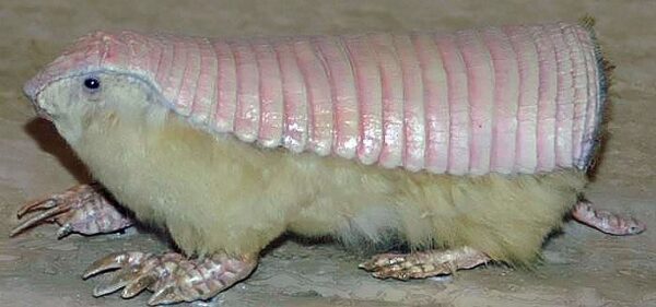 Pink Fairy Armadillo - A-Z Animals