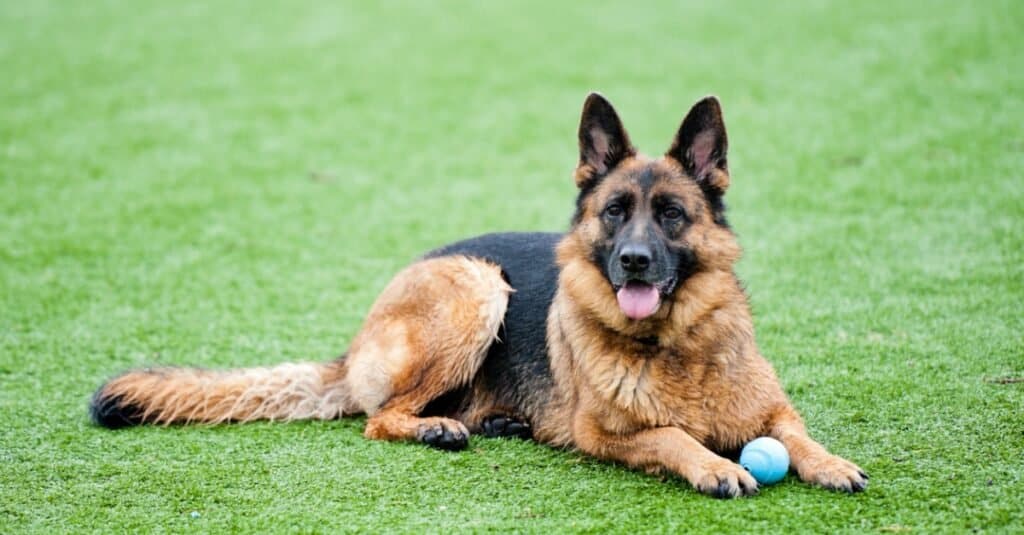 German Shepherd playing with blue ball