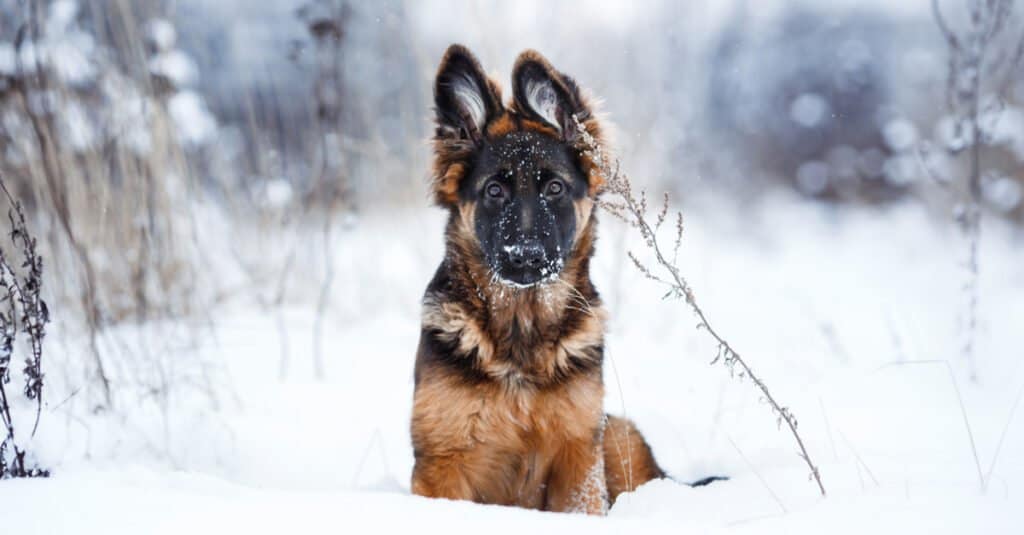 German Shepherd puppy in the snow