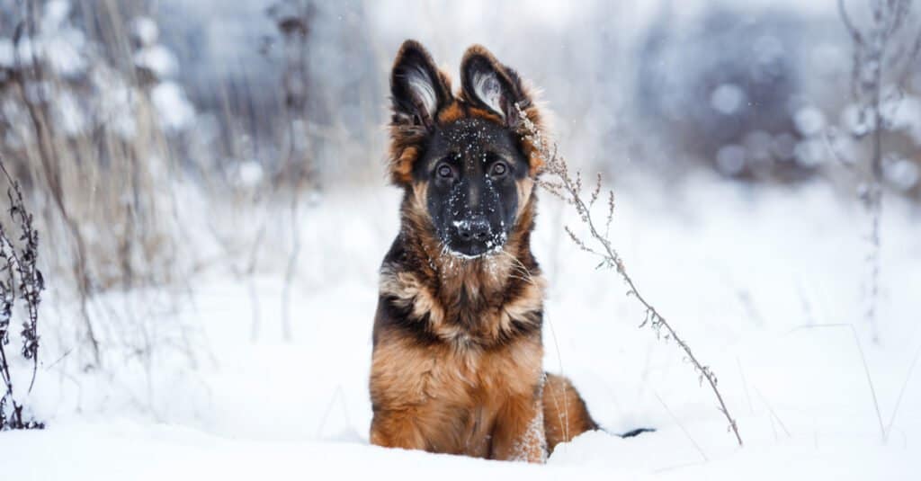 king shepherd vs German Shepherd 