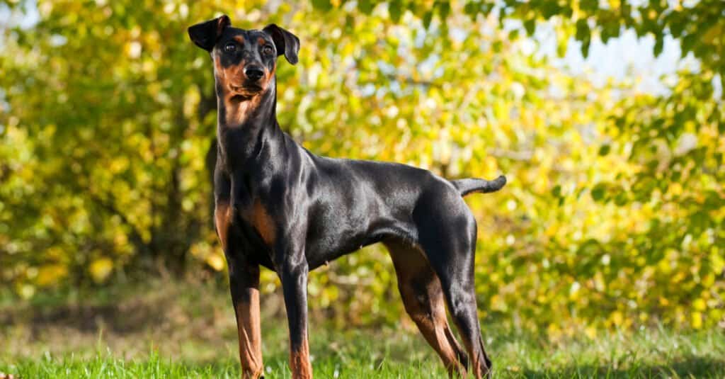 German pinscher standing tall in front of shrubs