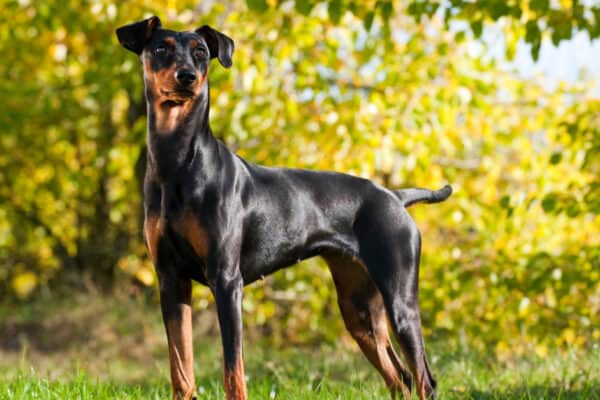 The German Pinscher is often confused with the Doberman Pinscher. 