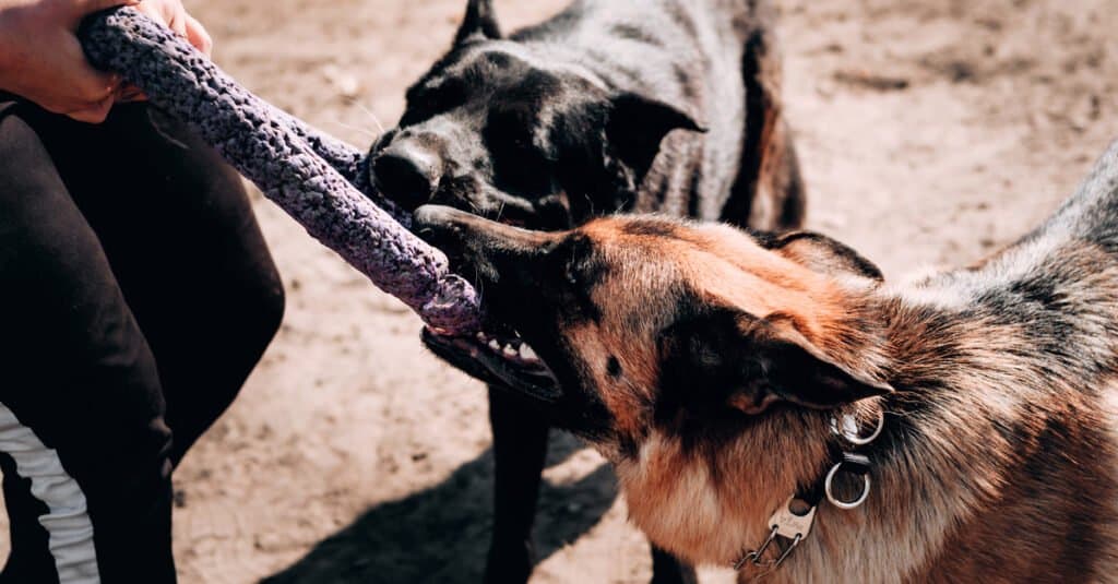 German shepherds playing tug