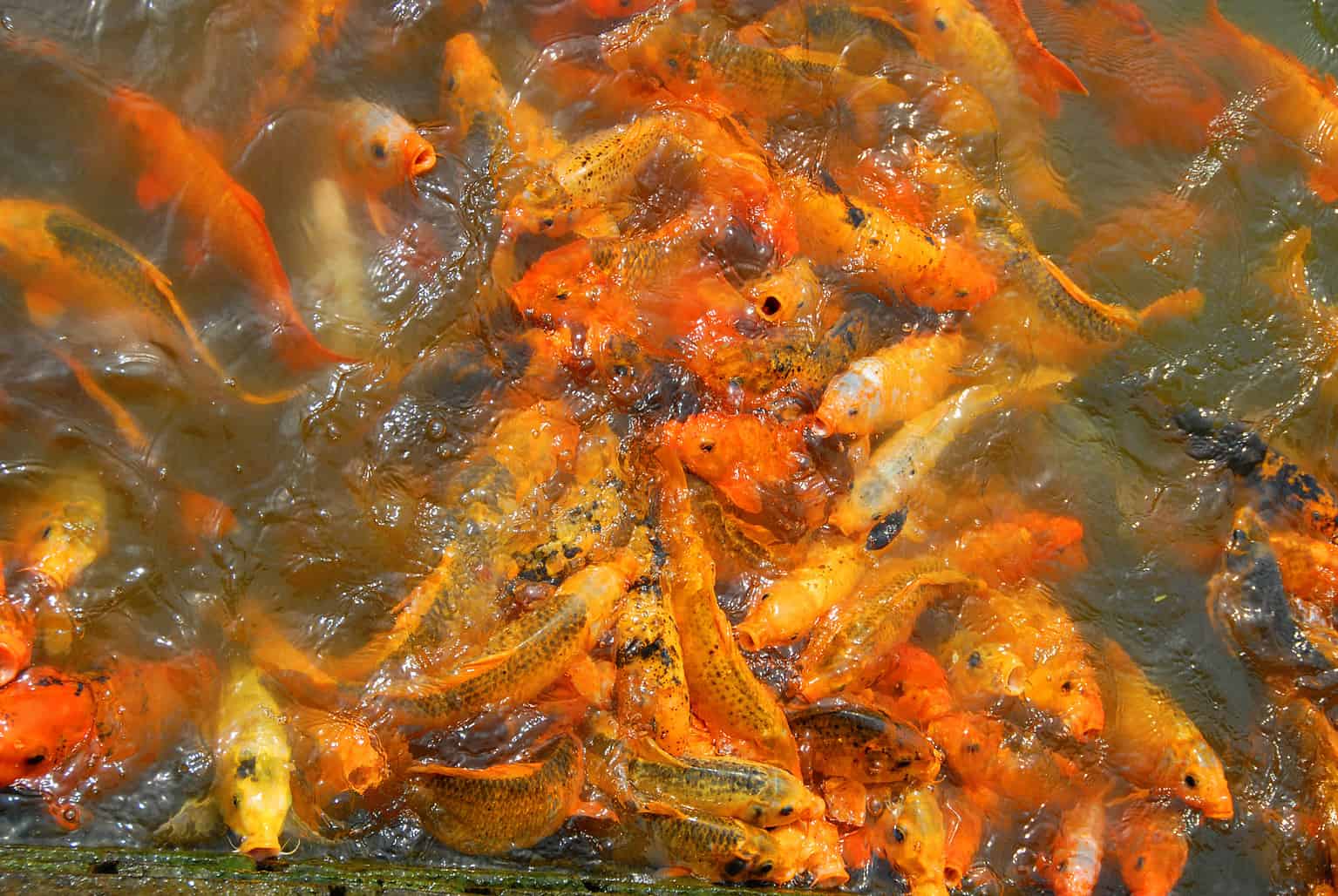 Goldfish Lifespan: How Long Do Goldfish Live? - A-Z Animals