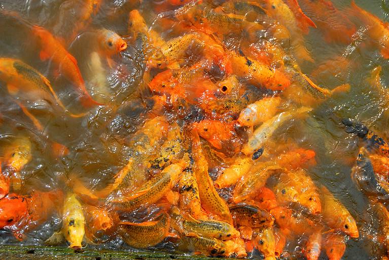Animal, Fish, Gold Colored, Goldfish, Group Of Animals