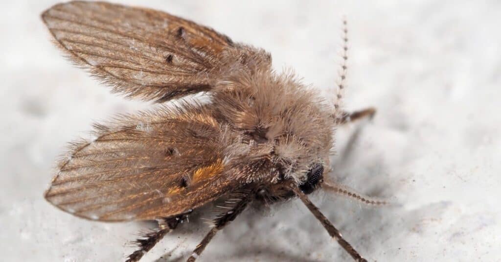 Drain fly gnat on white floor.