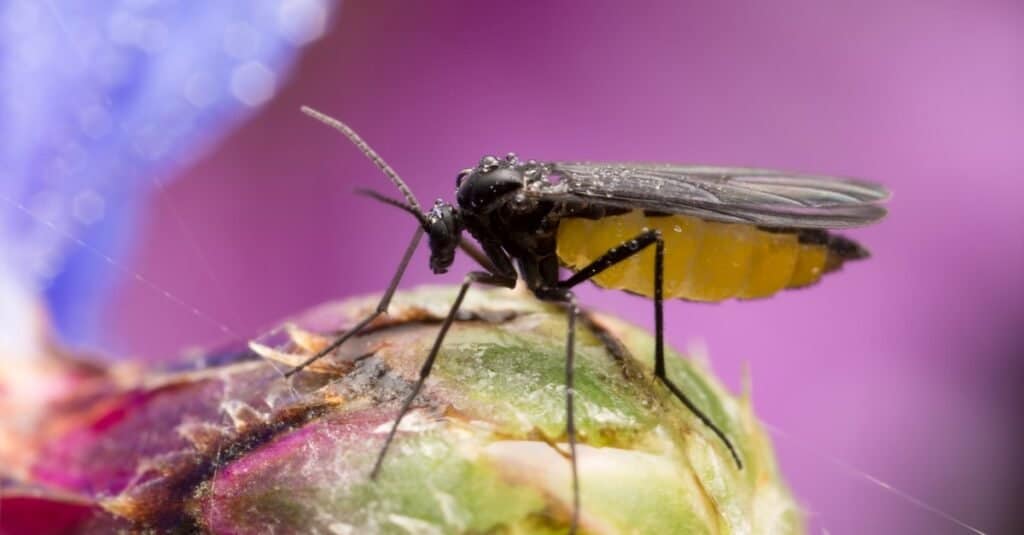 Gnats Vs Fruit Flies 4 Key Differences A Z Animals   Gnat Header 1024x535 