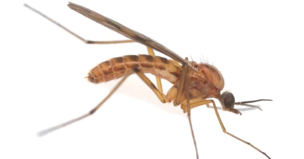 Wood gnat, Sylvicola isolated on white background.