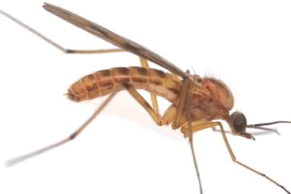 Wood gnat, Sylvicola isolated on white background.