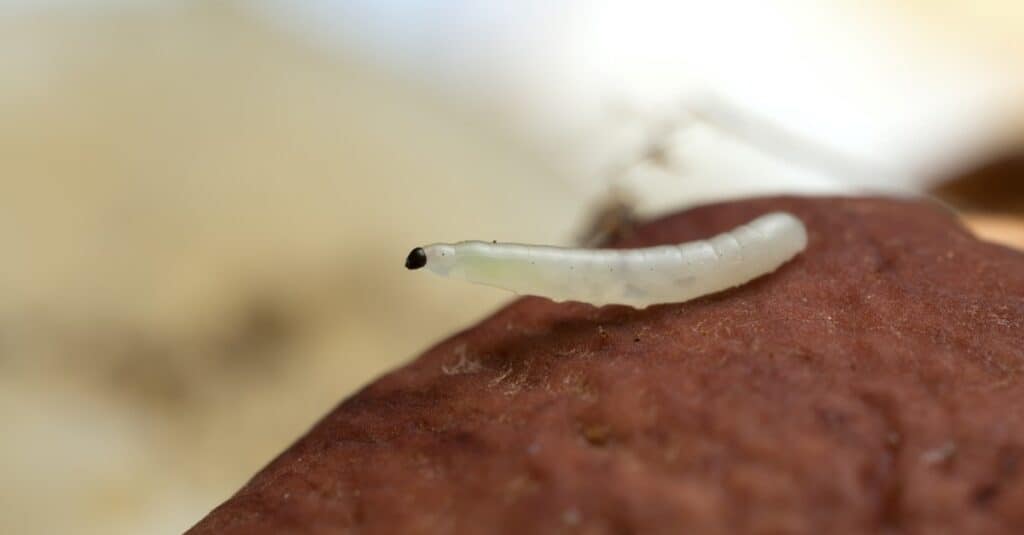 Fungus gnat larva, Mycetophilidae on boletus mushroom.