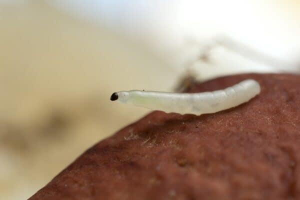 Fungus gnat larva, Mycetophilidae on boletus mushroom.