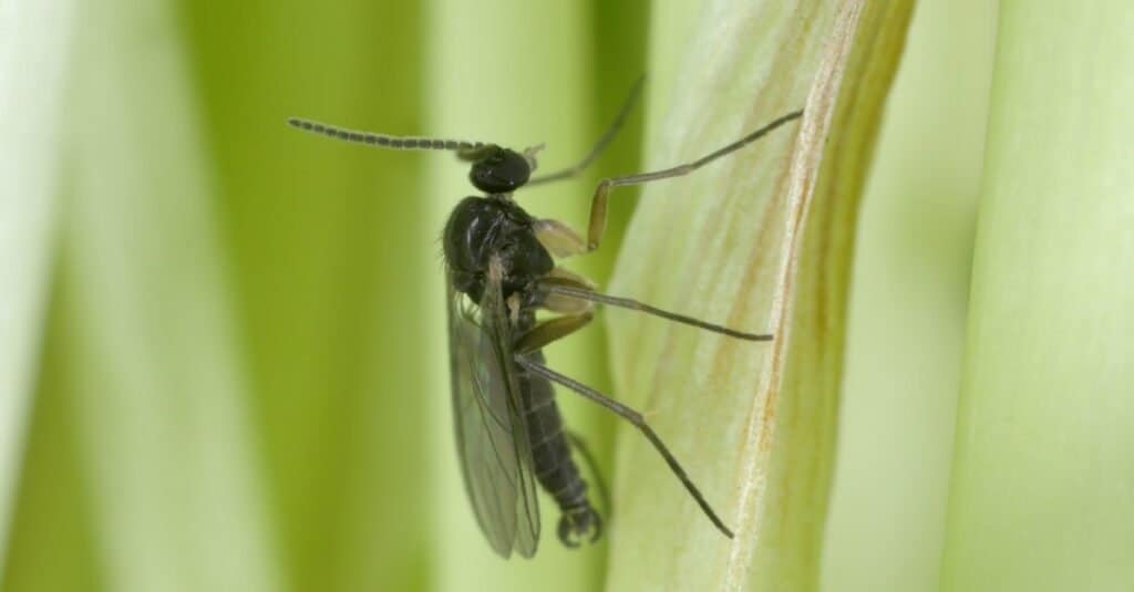 Dark winged fungal gnat, Sciaridae on plants. These are common pests of home ornamental potted plants.