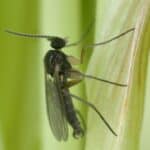 Dark-winged fungus gnat, Sciaridae on a plant. These are common pests of ornamental potted plants in homes.