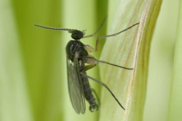 Dark-winged fungus gnat, Sciaridae on a plant. These are common pests of ornamental potted plants in homes.