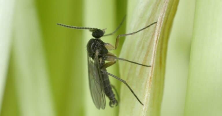 Dark-winged fungus gnat, Sciaridae on a plant. These are common pests of ornamental potted plants in homes.