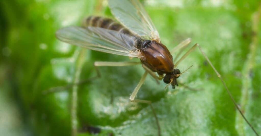 Close up of small sand fly gnat on green leaf.