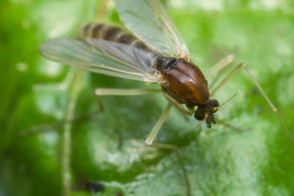 Close up of small sand fly gnat on a green leaf.
