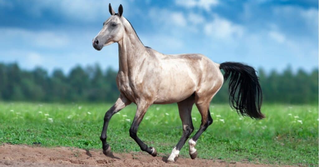 Golden Akhal Teke trotting in field