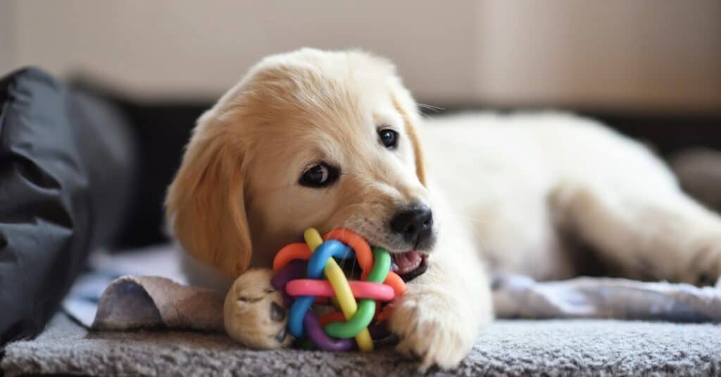 Chó con Golden Retriever nhai đồ chơi