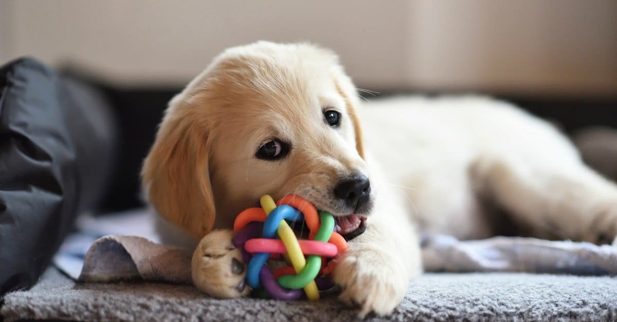 Golden Retriever puppy chewing on a toy