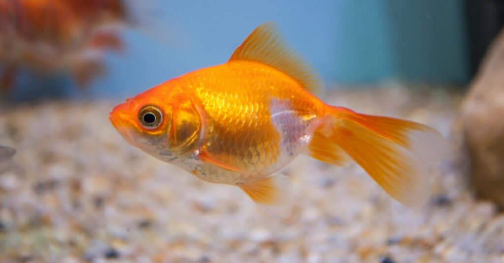 male vs female goldfish