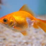 Goldfish kept as pets usually grow no longer than 3 inches, but they can grow to over 16 inches in size and weigh over 9 pounds.