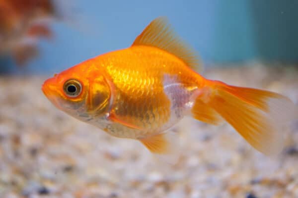 Goldfish kept as pets usually grow no longer than 3 inches, but they can grow to over 16 inches in size and weigh over 9 pounds.