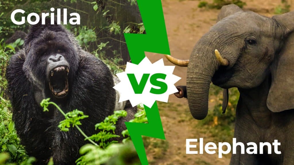 gorilla vs elephant