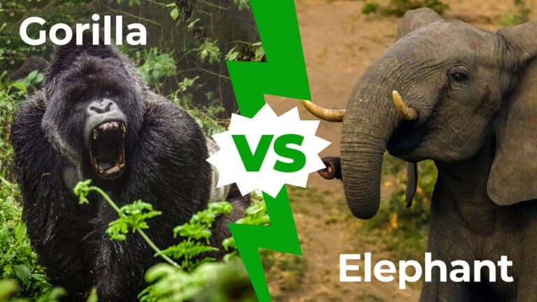 gorilla vs elephant