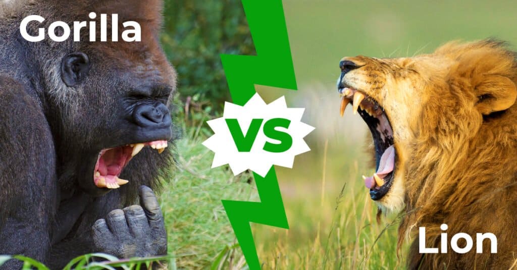 gorilla vs lion