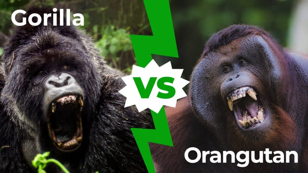 gorilla vs orangutan strength