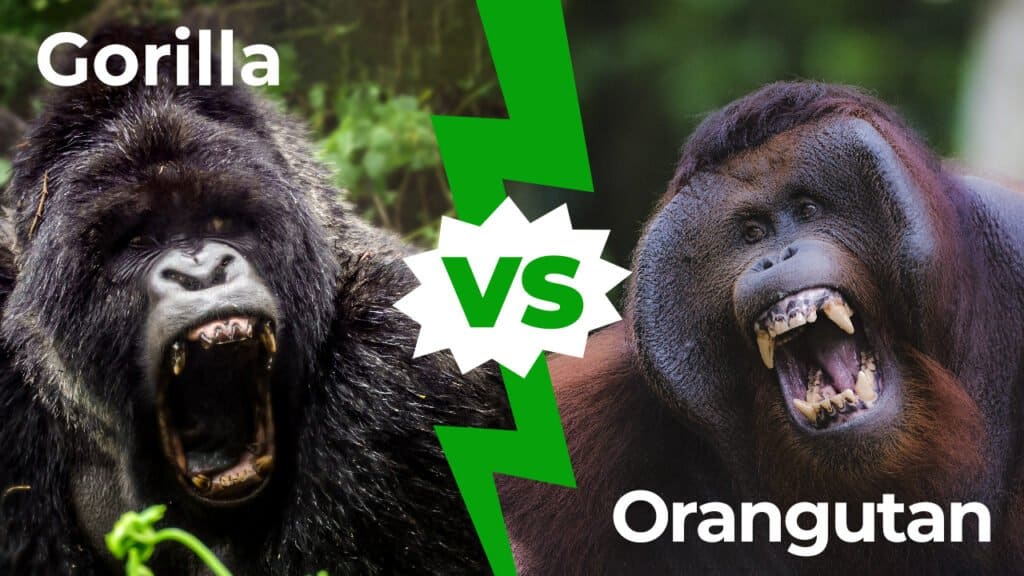 gorilla vs orangutan