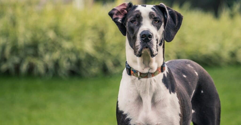 Close-up of a great dane