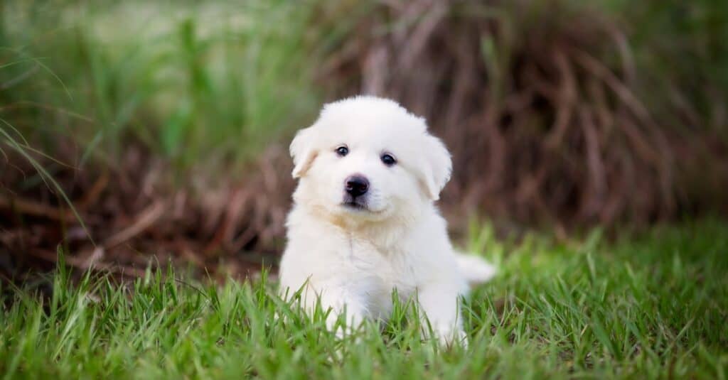 Great Pyrenees puppy