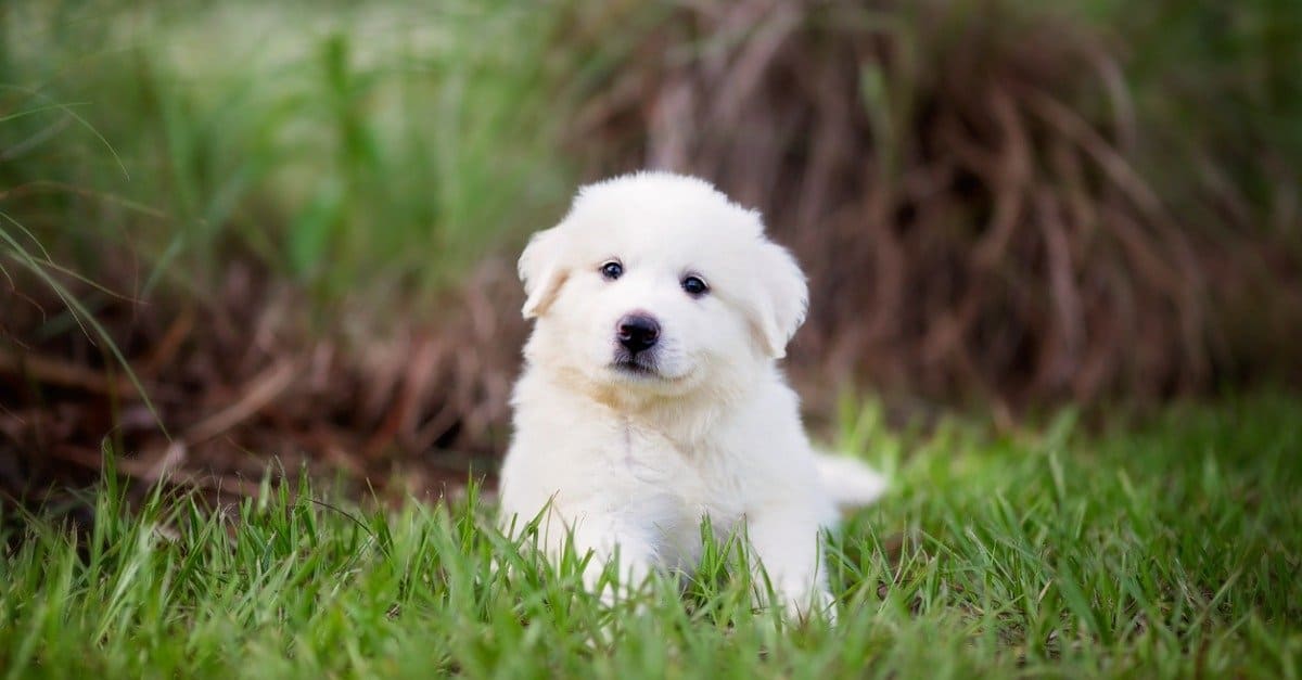 Top 10 Softest Dog Breeds - AZ Animals