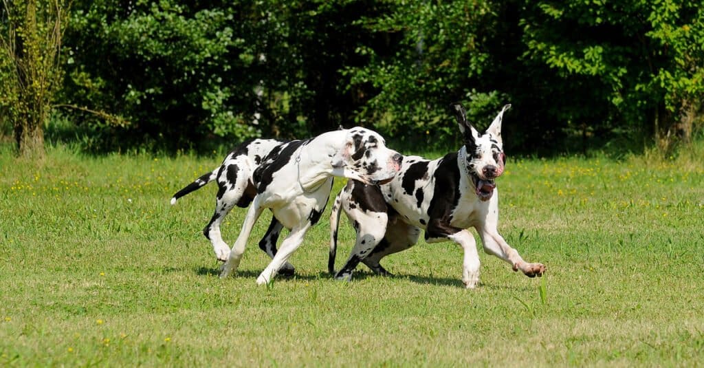 Great danes playing in field