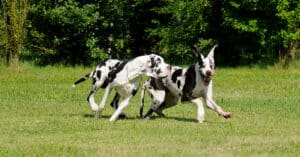 Catahoula Leopard Dog vs Great Dane: What Are Their Differences? Picture