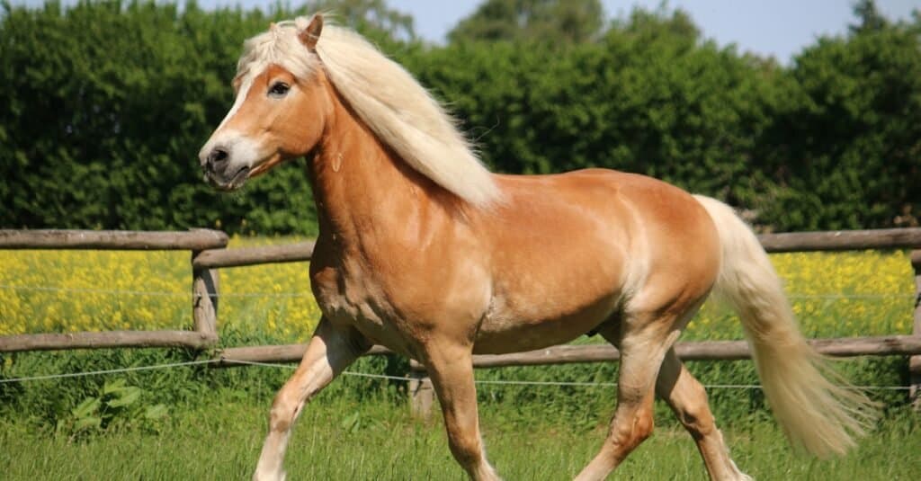 beautiful Haflinger trotting in pasture