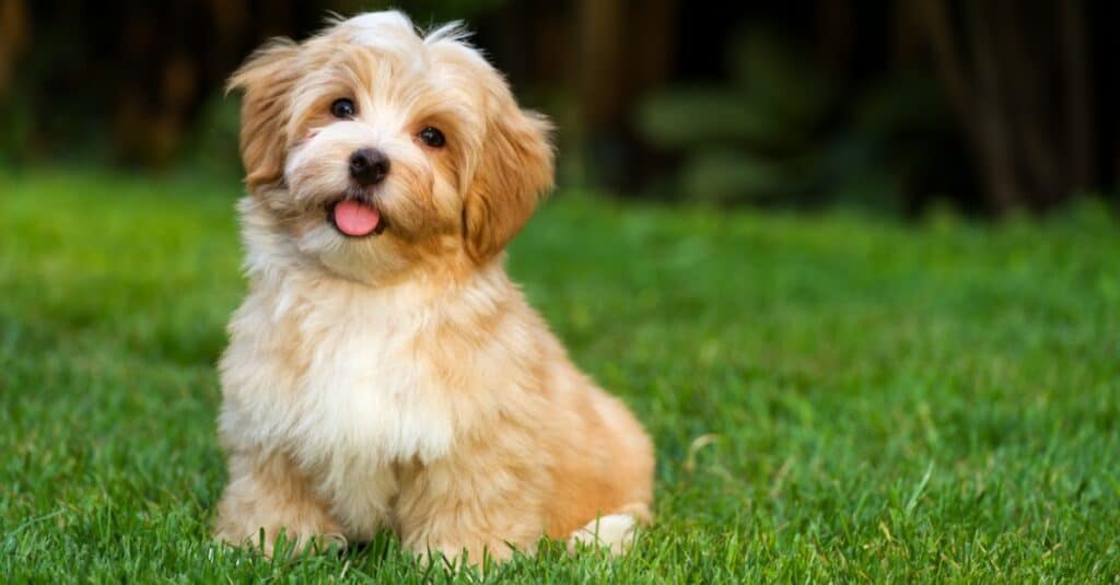 Havanese puppy