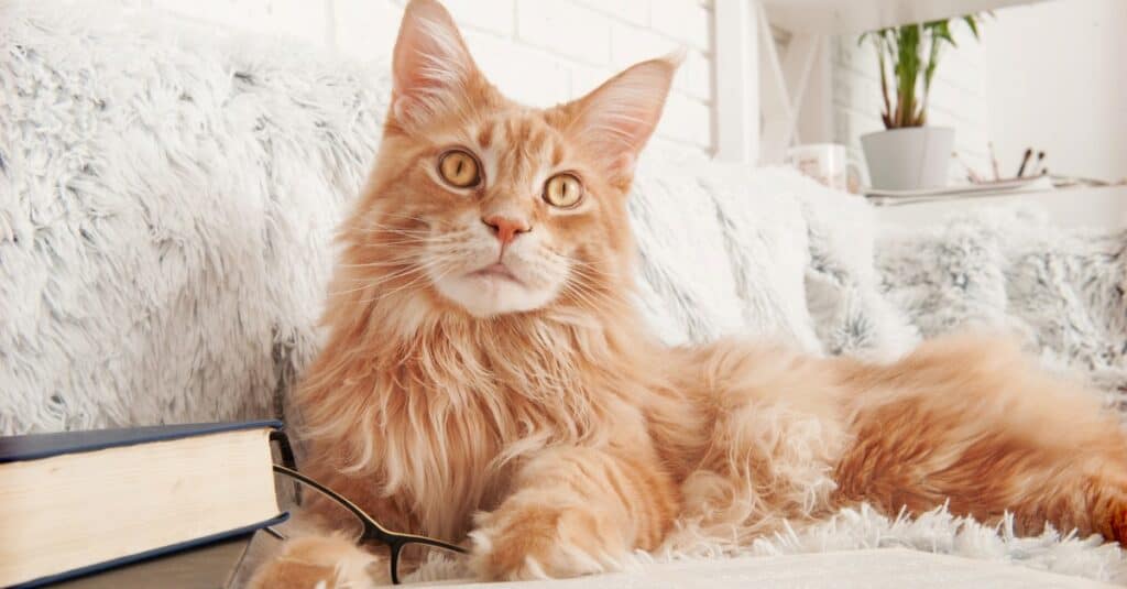Heaviest and Fattest Cats - Maine Coon
