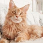 The Maine Coon is the largest cat on average, making them also the heaviest cat.