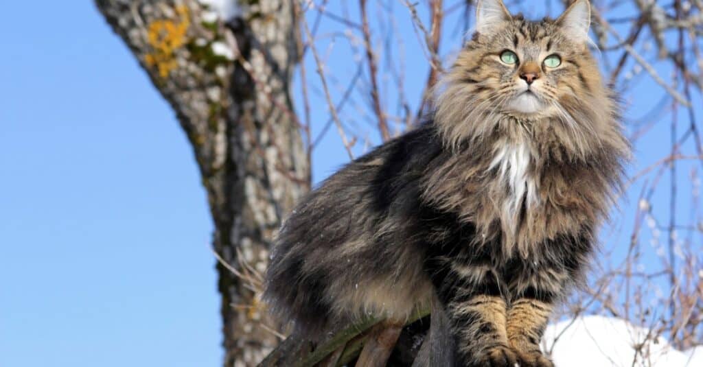 Heaviest and Fattest Cats - Norwegian Forest Cat
