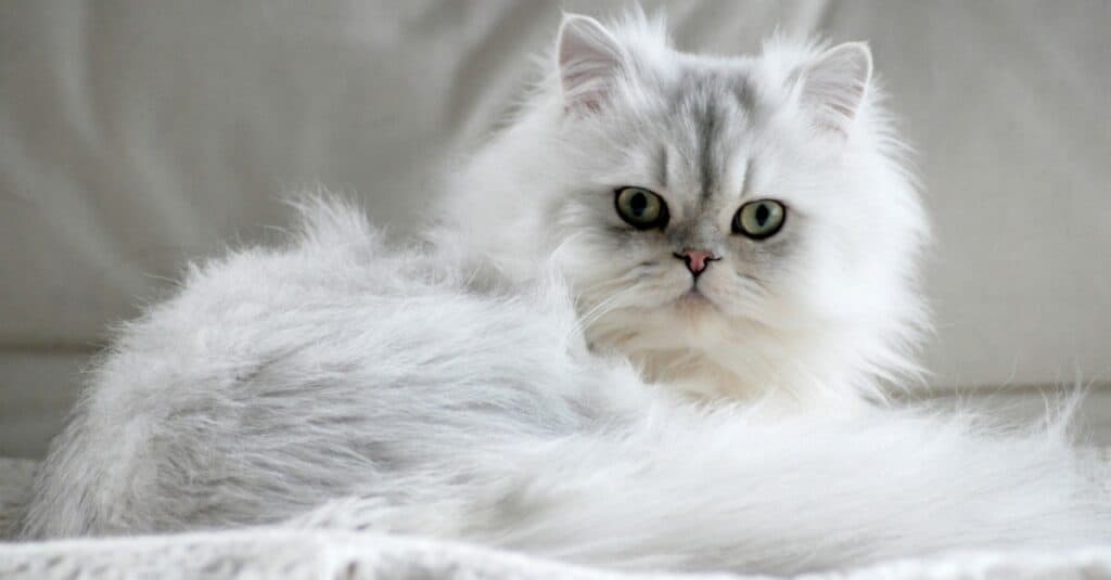 White Persian cat